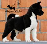 American Akita puppies