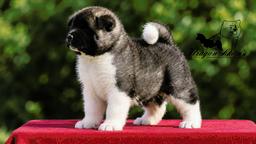 American Akita puppies