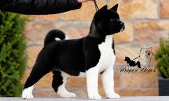 American Akita puppies
