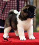 American Akita puppies