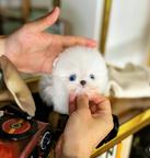 Beautiful Pomeranian puppy
