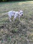 American Bully
