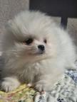 Pomeranian puppies of the highest quality