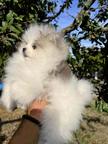 Pomeranian puppies of the highest quality