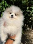 Pomeranian puppies of the highest quality