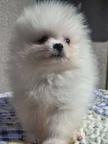 Pomeranian puppies of the highest quality