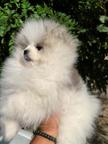 Pomeranian puppies of the highest quality