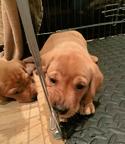 „Fox Red“-Labrador-Welpen zu verkaufen – kontaktieren Sie mich gerne per WhatsApp unter