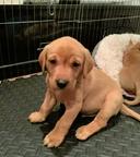 „Fox Red“-Labrador-Welpen zu verkaufen – kontaktieren Sie mich gerne per WhatsApp unter