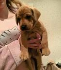 „Fox Red“-Labrador-Welpen zu verkaufen – kontaktieren Sie mich gerne per WhatsApp unter