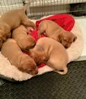 „Fox Red“-Labrador-Welpen zu verkaufen – kontaktieren Sie mich gerne per WhatsApp unter