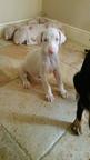 Einzigartige Albino-Dobermann-Welpen – kontaktieren Sie mich per WhatsApp unter: +44 74