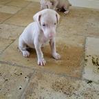 Einzigartige Albino-Dobermann-Welpen – kontaktieren Sie mich per WhatsApp unter: +44 74