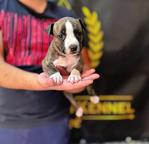 American Staffordshire Terrier, puppies of superior pedigree