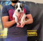 American Staffordshire Terrier, puppies of superior pedigree