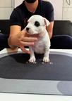 American Staffordshire Terrier, puppies of superior pedigree