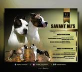 American Staffordshire Terrier, puppies of superior pedigree