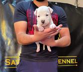 American Staffordshire Terrier, puppies of superior pedigree
