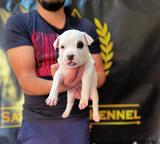 American Staffordshire Terrier, puppies of superior pedigree