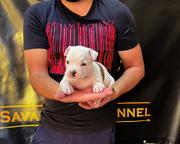 American Staffordshire Terrier, puppies of superior pedigree