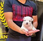 American Staffordshire Terrier, puppies of superior pedigree