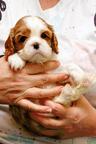 Puppy boy