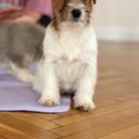 Profile photo of the user Katarzyna Royal Terrier (FCI)