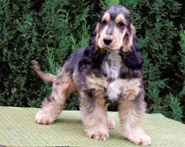 sable english cocker spaniel