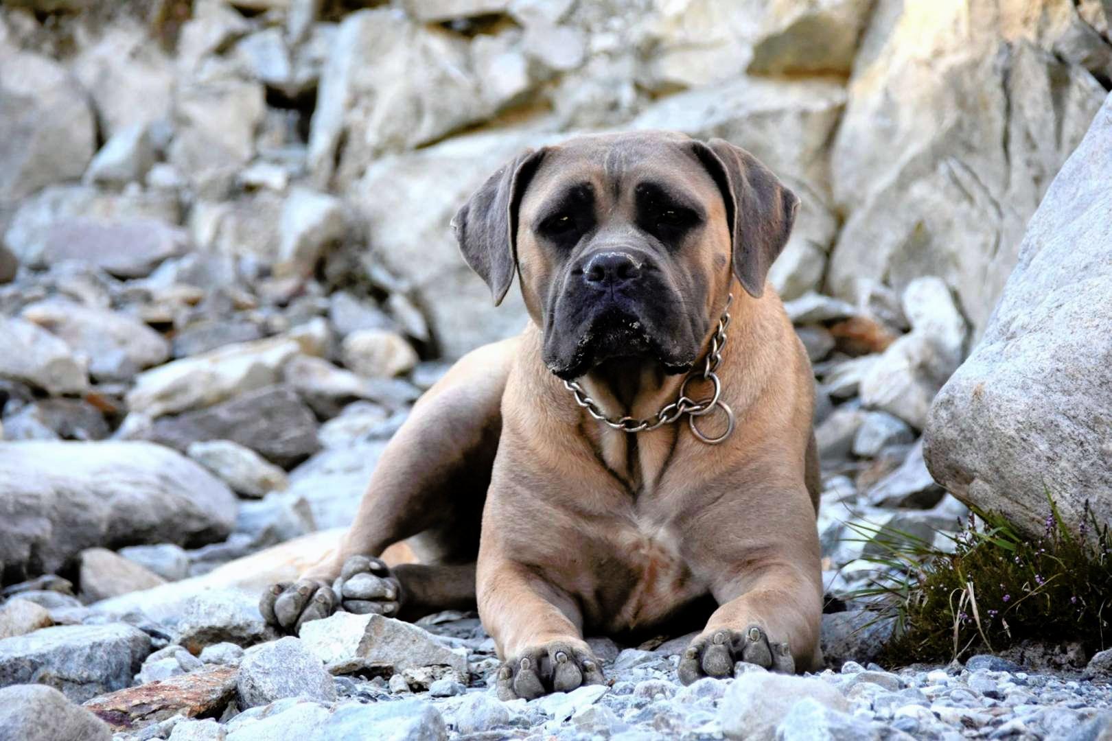 Formentino pupies Cane Corso with pedigree Puppies for