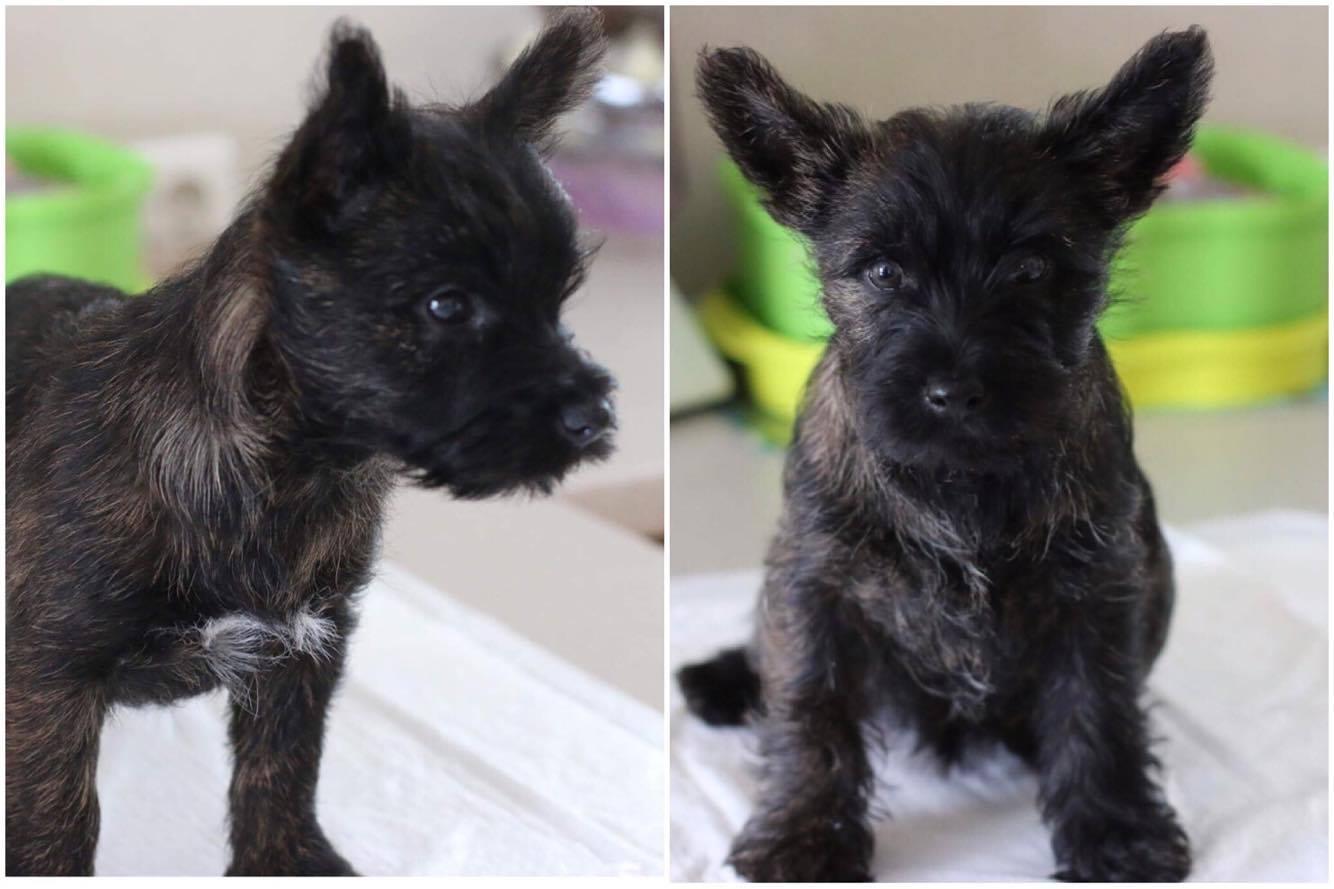Cairn Terriers for sale Puppies for sale