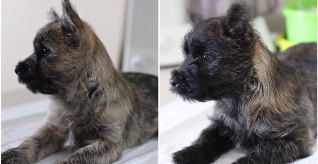 Cairn Terriers for sale Puppies for sale