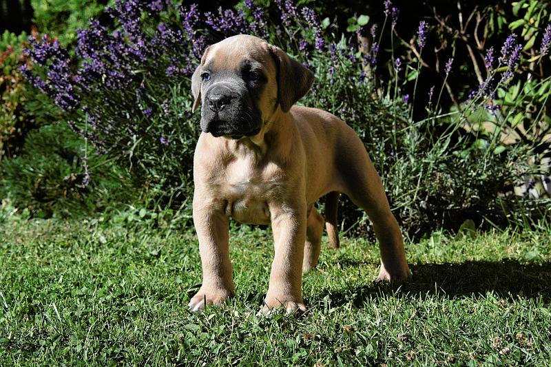 Formentino pupies Cane Corso with pedigree Puppies for sale