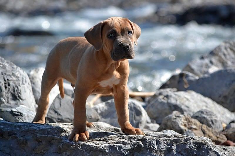 Formentino pupies Cane Corso with pedigree Puppies for