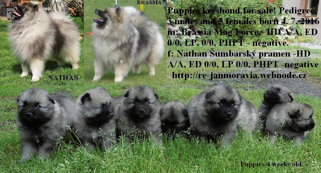 Keeshond puppies for sale pedigree FCI Puppies for sale