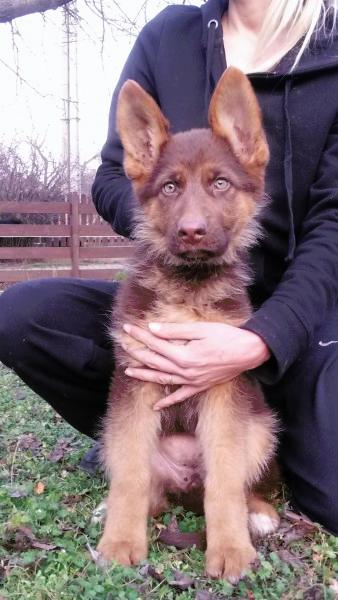 liver gsd puppy