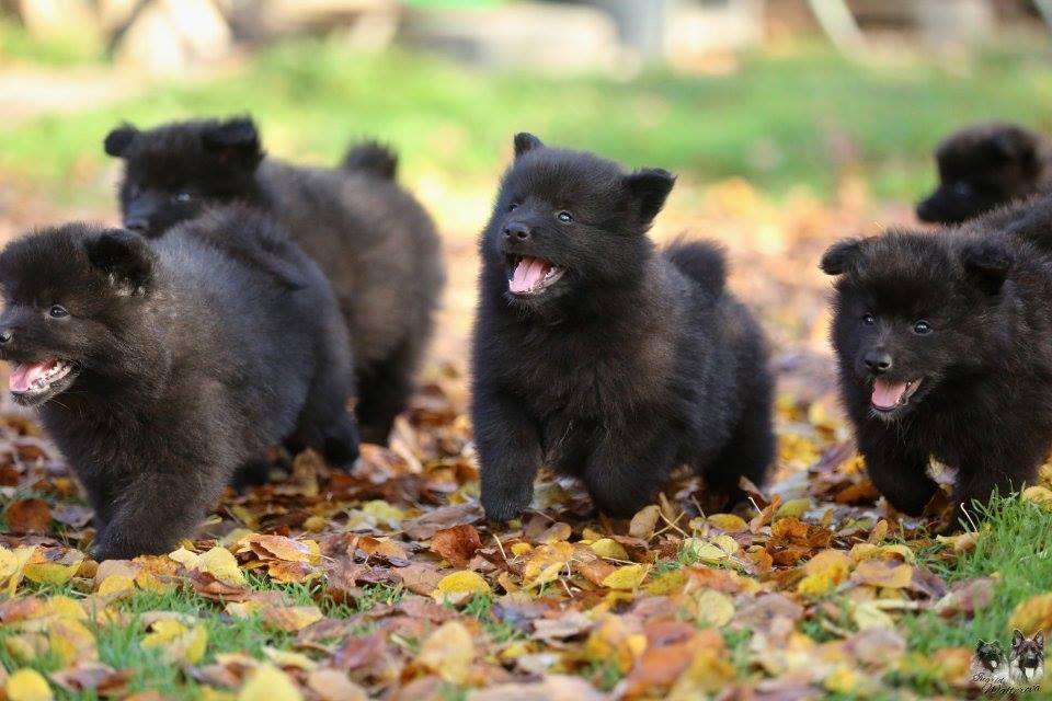 Grossspitz Giant German Spitz Black puppies for sale pedigree FCI Puppies for sale