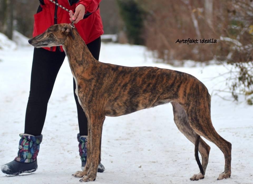 Greyhound puppy Dogs for sale