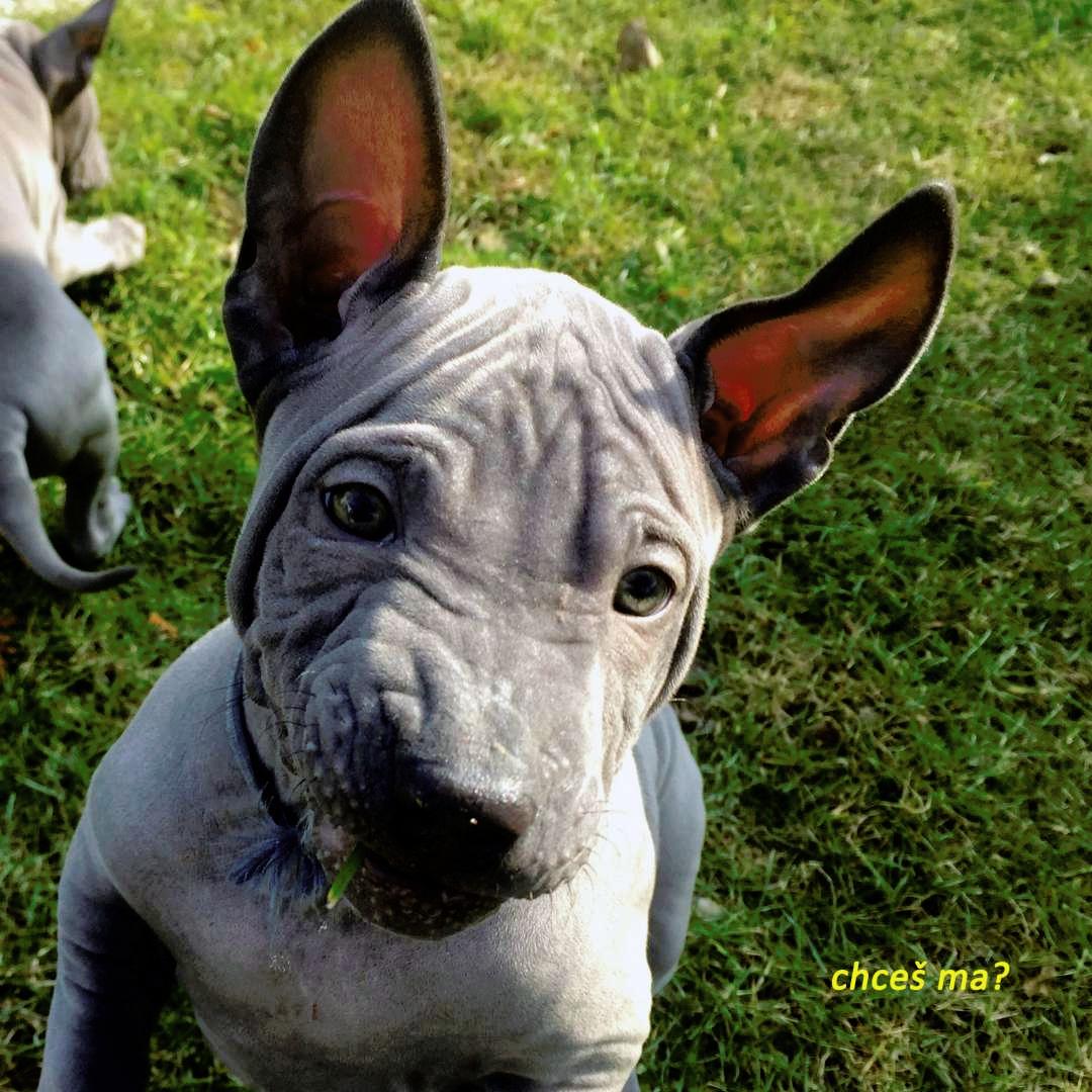 Thai ridgeback dog blue puppies with FCI pedigree. Puppies for sale