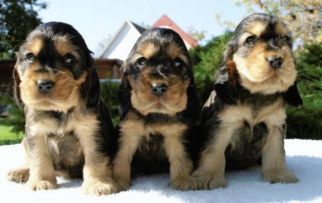 sable english cocker spaniel