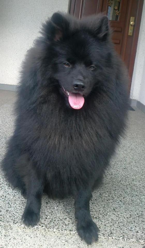 Grossspitz Giant German Spitz Black puppies for sale pedigree FCI