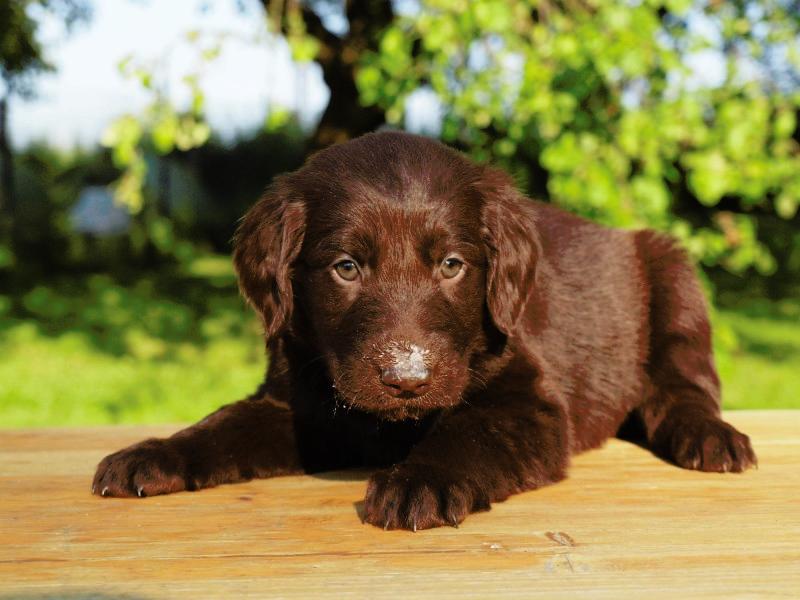 Flat coated retriever puppies Puppies for sale