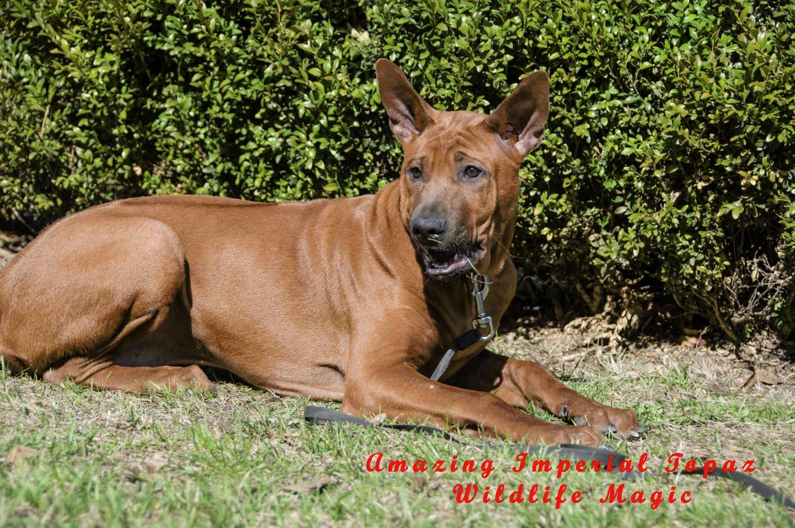 Unmistakable, striking, individual and ravishing Thai Ridgeback Puppies
