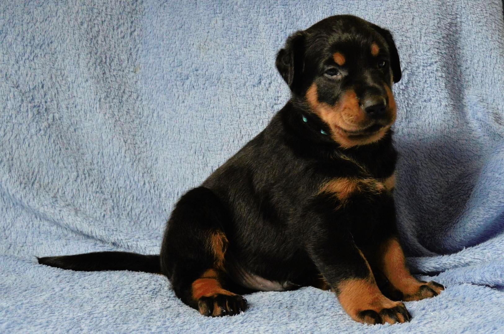 Puppies Beauceron Puppies for sale