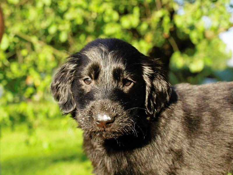 Flat coated retriever puppies | Puppies for sale | DOGVA.com