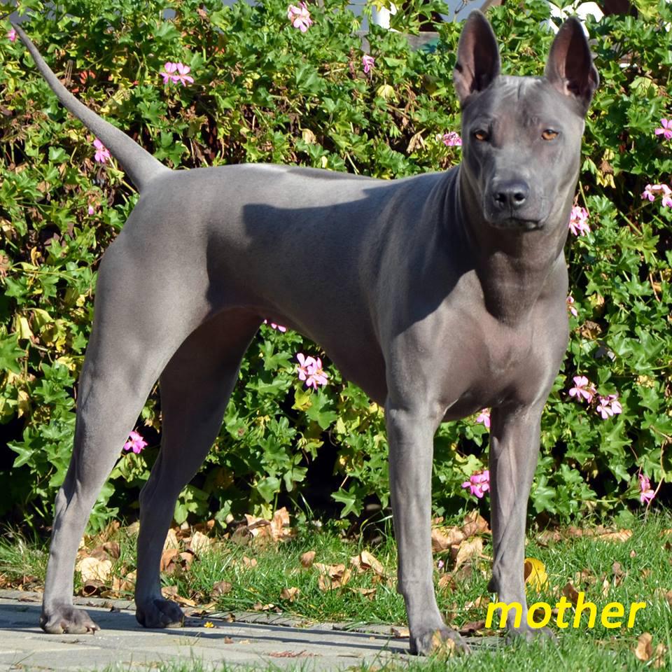 Thai ridgeback dog blue puppies with FCI pedigree. Puppies for sale