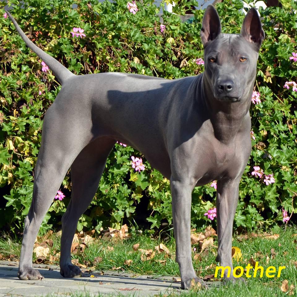 thai ridgeback for sale