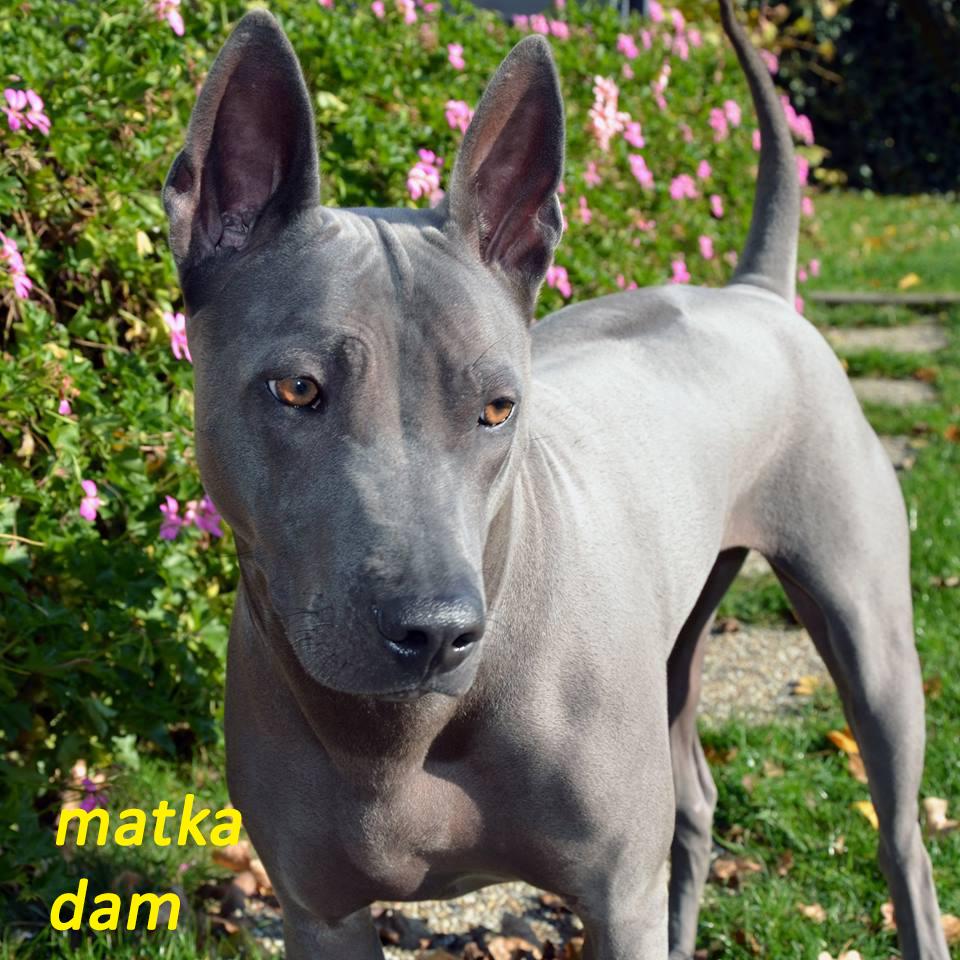 Thai ridgeback dog blue puppies with FCI pedigree. Puppies for sale