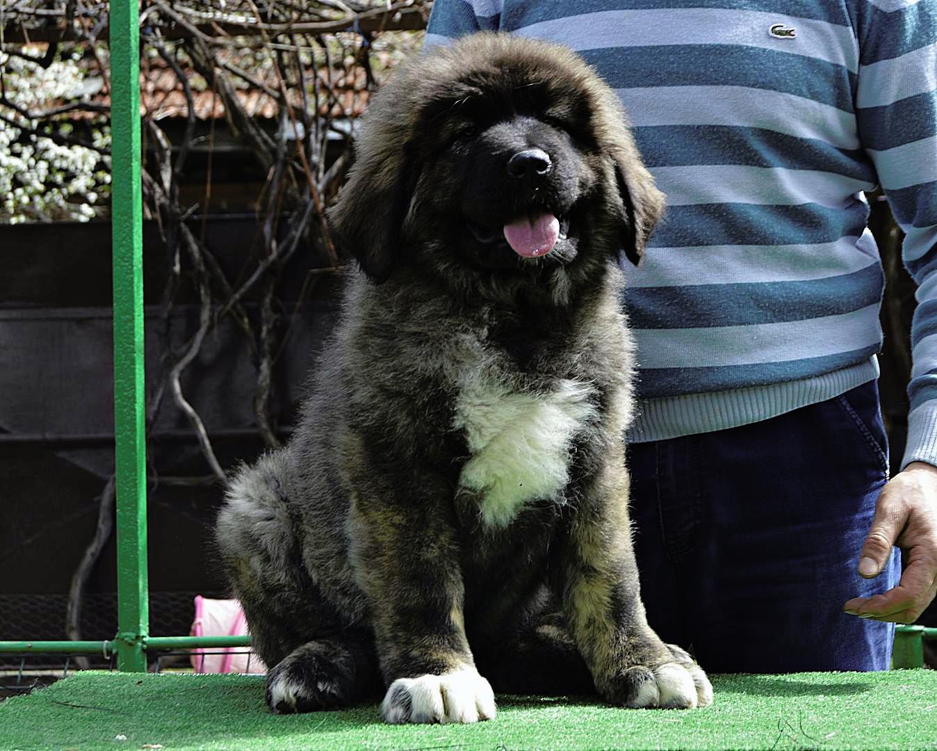 Caucasian shepherd puppy female | Puppies for sale | DOGVA.com