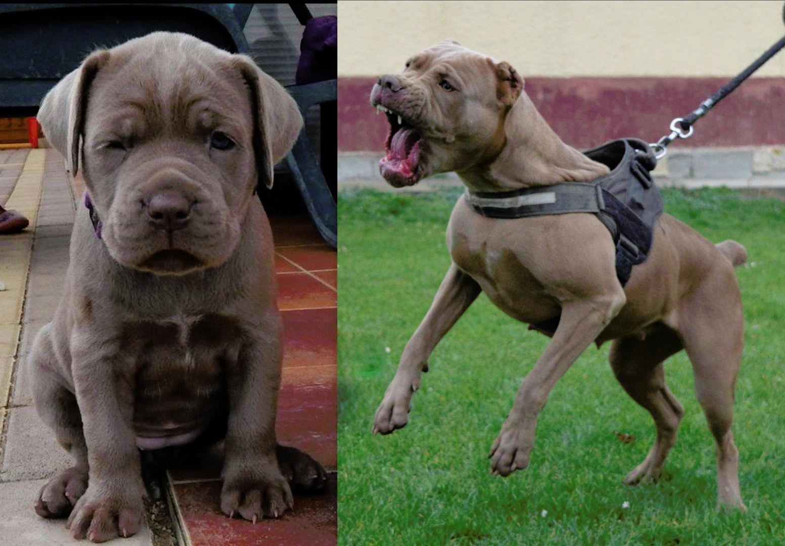 pit mastiff puppy