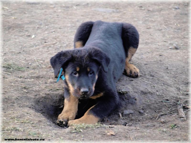 Beauceron puppies females Puppies for sale